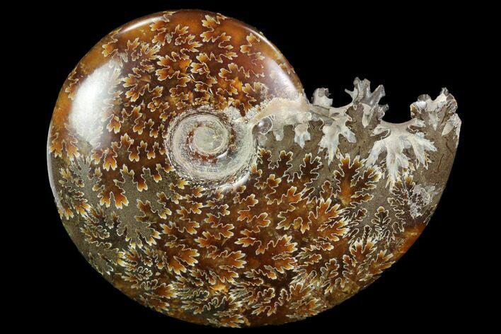 Polished, Agatized Ammonite (Cleoniceras) - Madagascar #97304